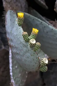 Cacti Prints: Cactus - Prickly Pear (Opuntia helleri) Fruit and flower - Genovesa Is. Galapagos