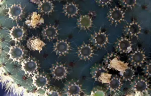 Pears Prints: Cactus - Prickly Pear (Opuntia insularis) Flower and fruit - Isabela, Galapagos