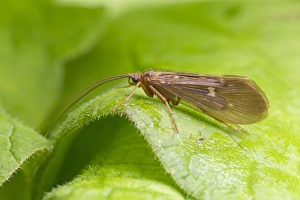 Caddisfly (Trichoptera sp. ) adult, resting on leaf, River Whiteadder, Berwickshire, Scottish Borders, Scotland, August