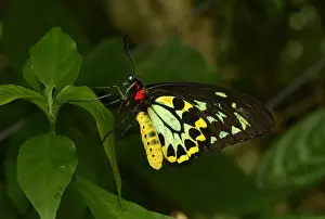 Queensland Prints: Cairns Birdwing (Ornithoptera euphorion) adult male