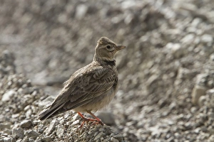 Calandra Prints: Calandra Lark - Extremadura Spain