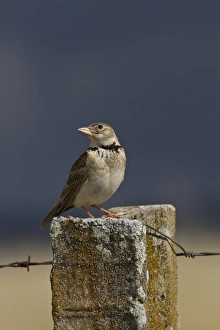 Llark Prints: Calandra Lark on fence post, Spain