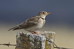 Calandra Lark on fence post, Spain