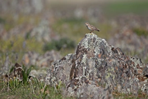 Steppes Prints: Calandra Lark (Melanocorypha calandra) adult