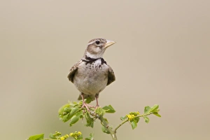 Calandra Lark (Melanocorypha calandra) adult, perched on stem, Bulgaria, may