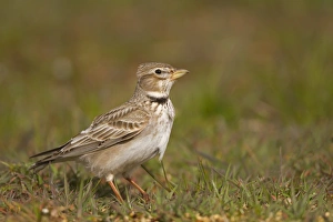 Calandra Lark (Melanocorypha calandra) adult, standing on ground, Castilla y Leon, Spain, April