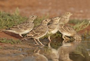 Zaragoza Prints: Calandra Lark (Melanocorypha calandra) five juveniles