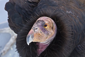 California Condor adult - Utah America