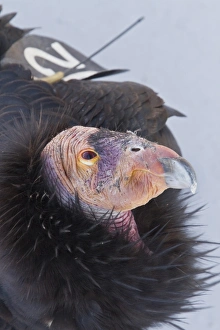 Bill Prints: California Condor adult with wing tag and transmitter