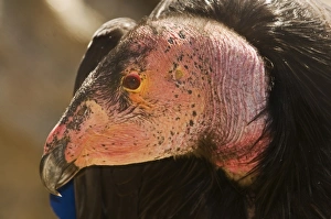 Critically Endangered Prints: California Condor (Gymnogyps californianus) adult