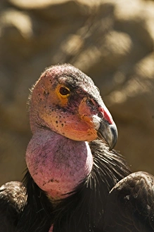 California Condor (Gymnogyps californianus) adult, close-up of head, Arizona, U. S. A. april