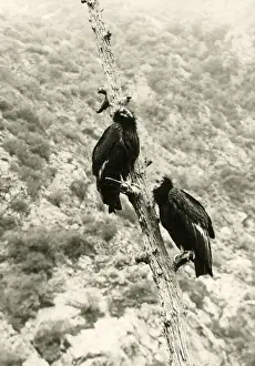 California Condor (Gymnogyps californianus) adult pair, perched on dead tree, photographed before extinction in wild, Los Angeles County, California, U. S. A. 1906 (William L Finley)
