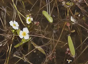 Californian Prints: California Damasonium (Damasonium californicum) flowering