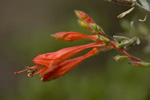 Willow Herb Prints: California Fuchsia (Epilobium canum) close-up of flowers, California, U. S. A. november