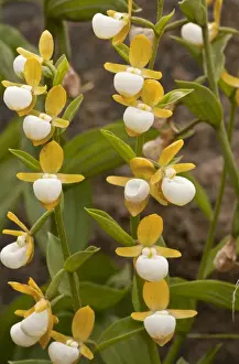 Californian Prints: California Ladys Slipper (Cypripedium californicum) close-up of flowers