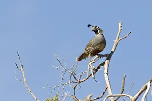 Quail Prints: California Quail (Callipepla californica) adult male