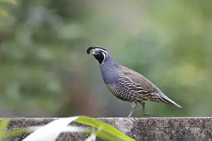 California Quail (Callipepla californica) introduced species, adult male, standing on fence, near Kerikeri