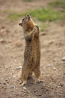 Animals USA Prints: Californian Ground Squirrel (Spermophilus adult)