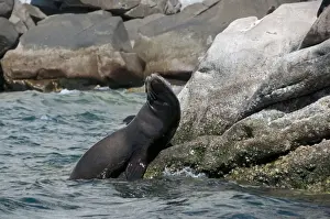 Pinniped Prints: Californian Sealion (Zalophus californianus) adult