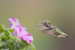 Calliope Hummingbird (Stellula calliope) adult male, in flight, feeding at petunia flower, British Columbia, Canada, may
