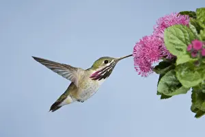 Calliope Hummingbird (Stellula calliope) adult male, in flight, feeding at flower, British Columbia, Canada, may