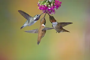 Calliope Hummingbird (Stellula calliope) and Rufous Hummingbird (Selasphorus rufus) three adult males, in flight, feeding at flower, British Columbia, Canada, may