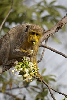Callithrix Monkey (Cercopithecus sabaeus) adult, with pollen on face, feeding on ceiba tree flowers, Niokolo-Koba, Senegal, february