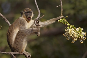 Callithrix Monkey (Cercopithecus sabaeus) adult, feeding on ceiba tree flowers, Niokolo-Koba, Senegal, february