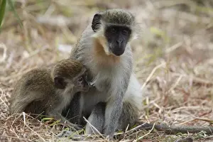 Callithrix Monkey (Cercopithecus sabaeus) adult female with young, suckling, Gambia, january