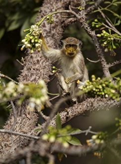 Callithrix Monkey (Cercopithecus sabaeus) young, with pollen on face, feeding on ceiba tree flowers, Niokolo-Koba, Senegal, february