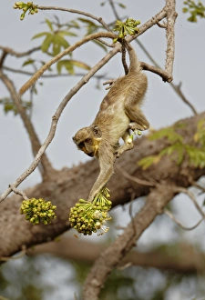 Callithrix Monkey (Cercopithecus sabaeus) young, with pollen on face, feeding on ceiba tree flowers, Niokolo-Koba, Senegal, february