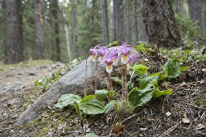Calypso Orchid (Calypso bulbosa) flowering, growing in montane forest habitat, Rocky Mountains, British Columbia, Canada, june