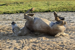Rolls Prints: Camargue Horse, adult, rolling in sand