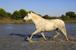 Running Prints: Camargue Horse, adult, running in water