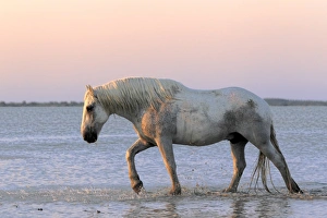 Horse Prints: Camargue Horse, adult, walking in water at sunset