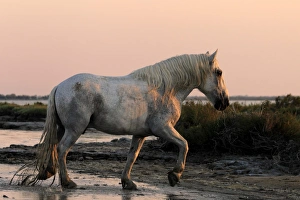 Camargue Horse, adult, walking in wetland at sunset, Saintes Marie de la Mer, Camargue, Bouches du Rhone, France