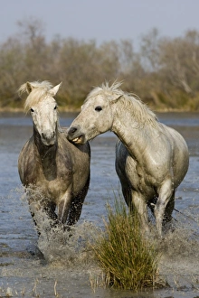 Horse Prints: Camargue Horse, two adults, biting