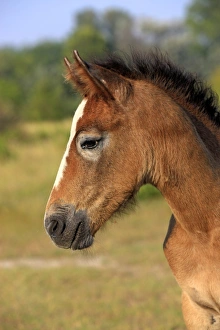 Foals Prints: Camargue Horse, foal, close-up of head