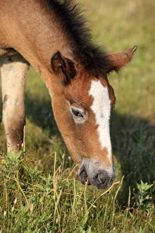 Grazer Prints: Camargue Horse, foal, grazing, close-up of head