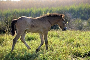 Foals Prints: Camargue Horse, foal, walking at edge of wetland