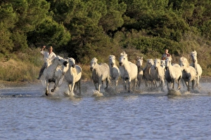 Galloping Prints: Camargue Horse, herd, being herded by mounted gardians