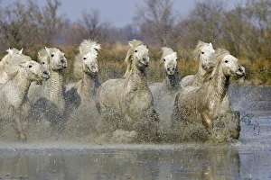 Horse Prints: Camargue Horse, herd, running, splashing in wetland