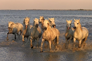Horse Prints: Camargue Horse, herd, running in water at sunset