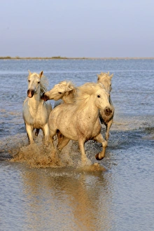 Camargue Horse, herd, running in water at sunset, Saintes Marie de la Mer, Camargue, Bouches du Rhone, France