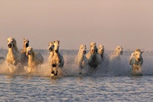 Galloping Prints: Camargue Horse, herd, running in water at sunset