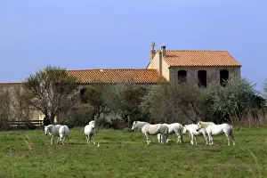 French Breed Prints: Camargue Horse, herd, standing on grass near building