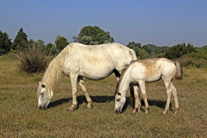 Mare Prints: Camargue Horse, mare and foal, grazing on grass