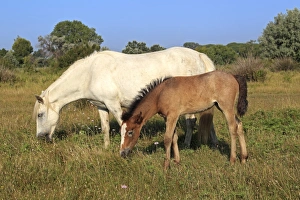 Camargue Horse, mare and foal, grazing on grass, Saintes Marie de la Mer, Camargue, Bouches du Rhone, France
