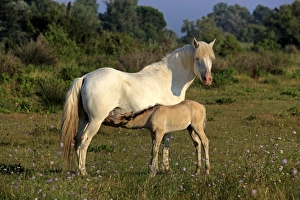 Mare Prints: Camargue Horse, mare with foal suckling