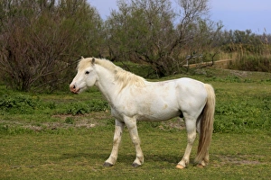 Mare Prints: Camargue Horse, mare, standing on grass